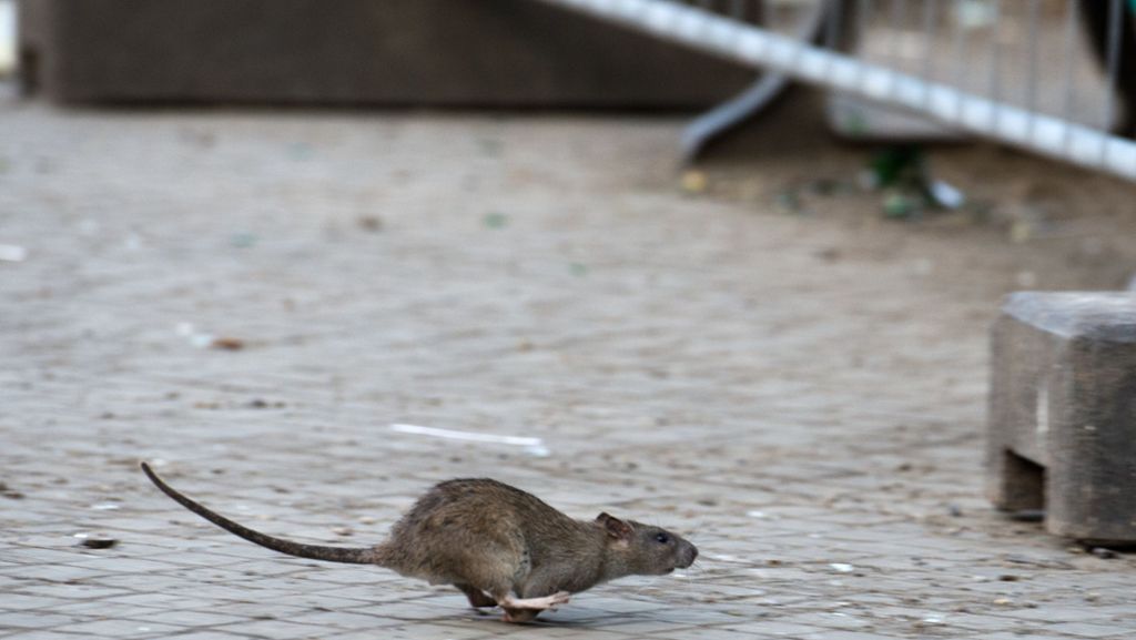 Filderstadt: Hat das Hochwasser Ratten in die Stadt gespült?