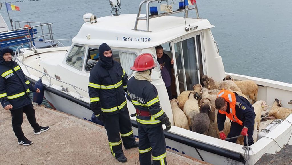 Im Schwarzen Meer vor Bulgarien: Viehfrachter mit 14.600 Schafen gekentert