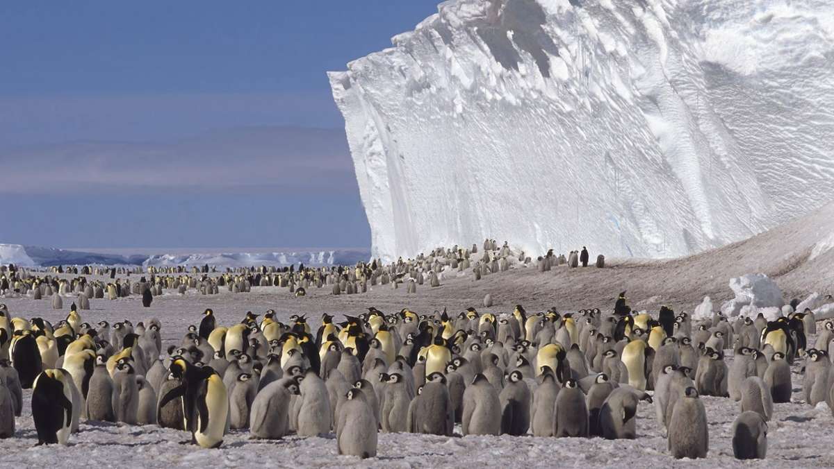  Der Weltklimarat hat gerade erst ein Horrorszenario aufgezeigt: Wird weiter ungebremst CO2 freigesetzt, könnte ein dramatischer Rückgang des antarktischen Eises sowie ein Anstieg des Meeresspiegels um zwei Meter bis 2100 drohen. 