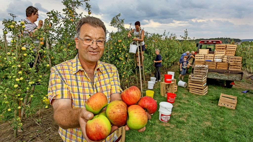 Apfelernte im Kreis Böblingen: „Die größte Ernte seit rund 20 Jahren“