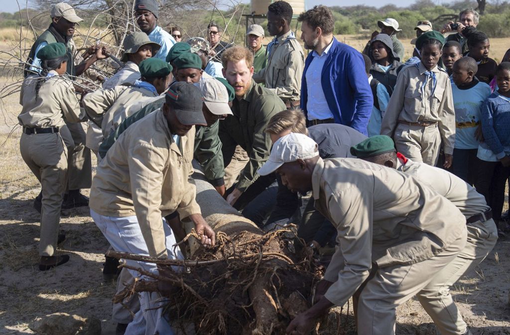 „Ein Mann soll in seinem Leben einen Baum pflanzen, ein Haus bauen und einen Sohn zeugen“, hat Martin Luther gesagt. Zwei Dinge hat Prinz Harry nun schon hinters sich: den Sohn und den Baum. Im Chobe-Nationalpark in Botswana hat er geholfen, einen Affenbrotbaum mit einzupflanzen. Sieht nach Arbeit aus.