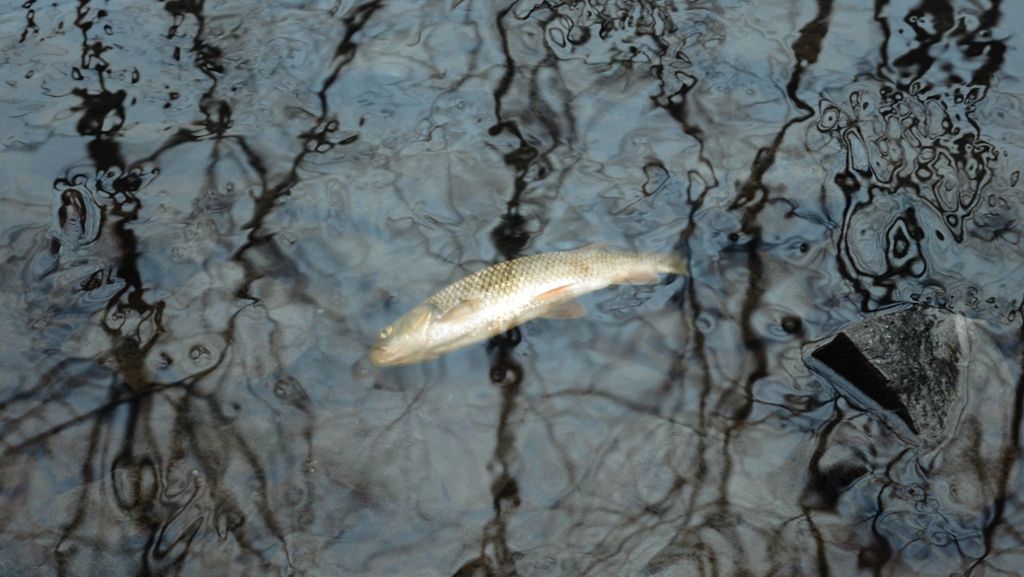 Vergifteter Fluss Schozach: Fischsterben: Chemieunfall nicht gemeldet