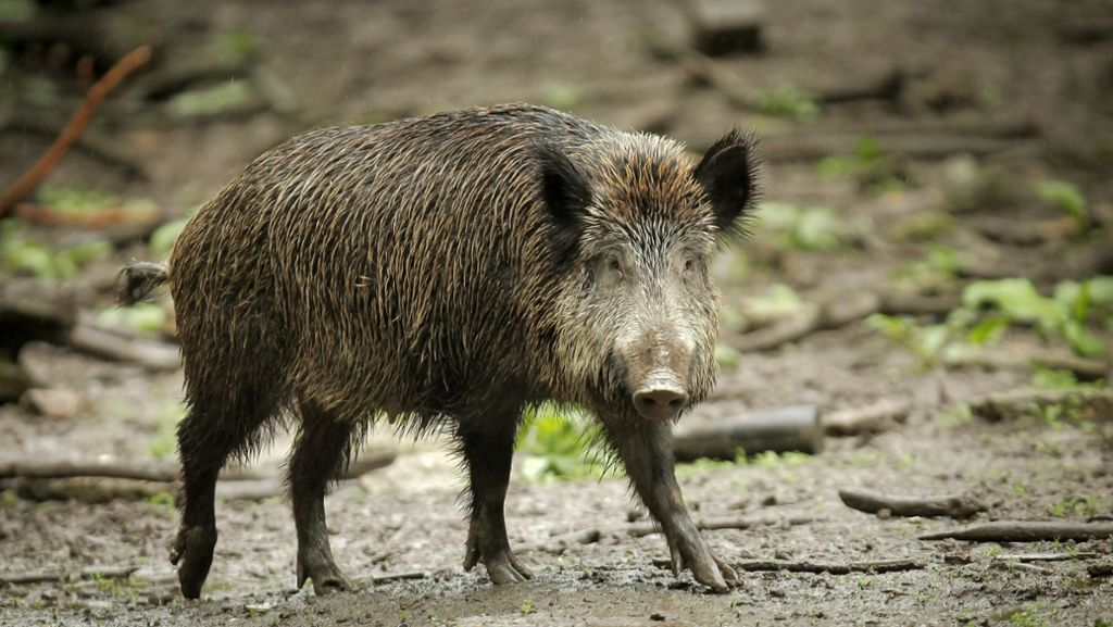 Wimsheim: Zu viele Wildschweine –  selbst für Obelix