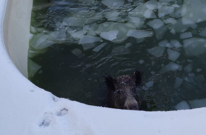Wildschwein bricht durch Eisdecke in Pool - und wird gerettet