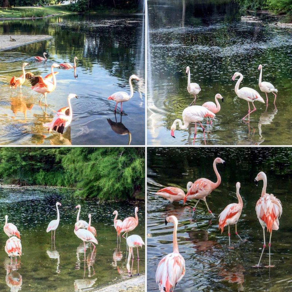 Im Killesbergpark rechnet man nicht unbedingt mit Flamingos.