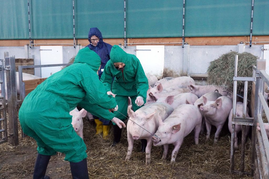 Hat sich erst einmal nachweislich ein Wildschwein irgendwo in den Weiten der deutschen Wälder infiziert, drohen nach Einschätzung von Experten für ganz Deutschland Exporthandelssperren für Schweinefleisch.