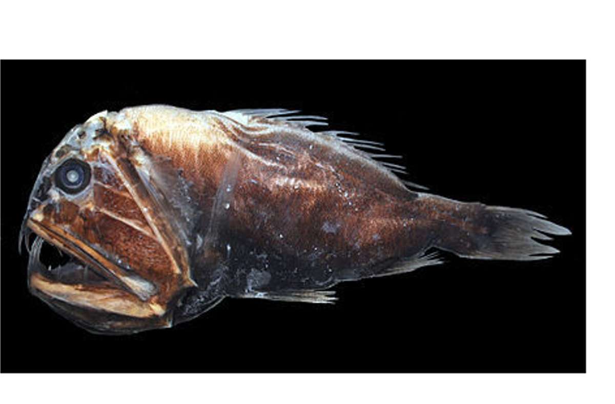 5000 Meter: Fangzahnfische Anoplogaster cornuta leben zwischen 200 und 5000 Metern Tiefe. Sie machen eine Vertikalwanderung. Dass heißt: Tagsüber halten sie sich in größeren Tiefen auf und wandern in der Nacht in höhere Wasserschichten.