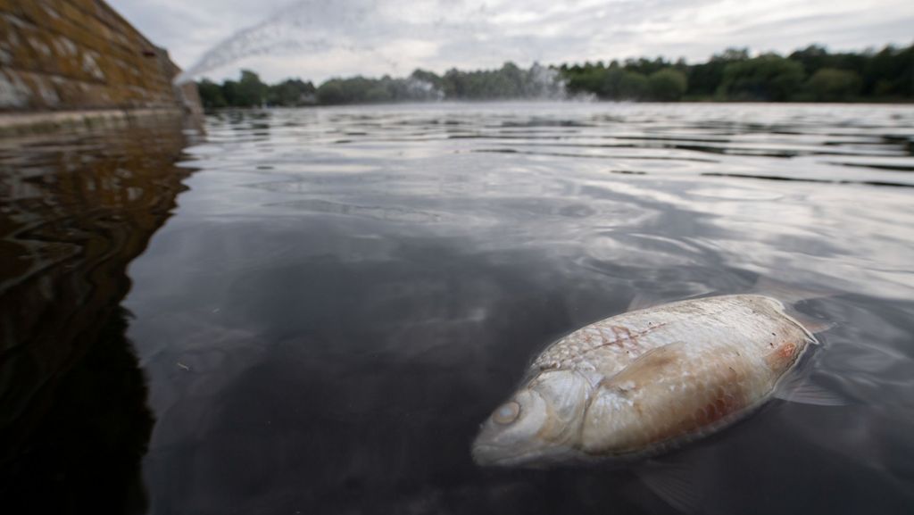 Fischsterben in Stuttgart: Angler: Zustand des Max-Eyth-Sees trotz Entwarnung schlecht