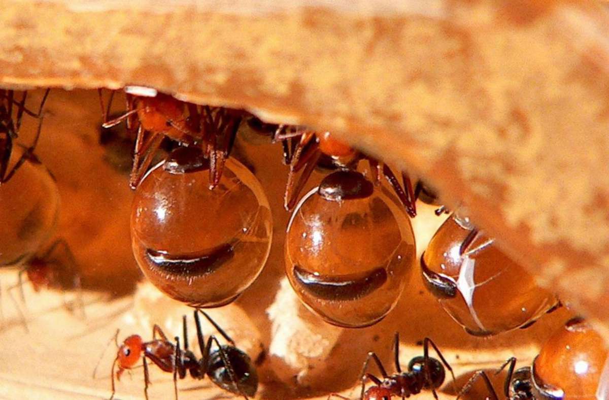 Honigtopfameise / wissenschaftlicher Name: Leptomyrmex, Myrmecocystus / Größe: 3 bis 9 Millimeter / Nahrung: Honigwasser, Insekten / Rekord: am stärksten aufgeblähtes Insekt / Vorkommen: Australien, Nordamerika // Ist das Nahrungsangebot hoch, stellt der Ameisenstaat Arbeiterinnen ab, die so viel Futter aufnehmen, dass ihr Kropf anschwillt und den Hinterleib tonnenförmig aufbläht. So hängen sie bewegungslos an der Decke und sehen wie Honigtöpfe aus.