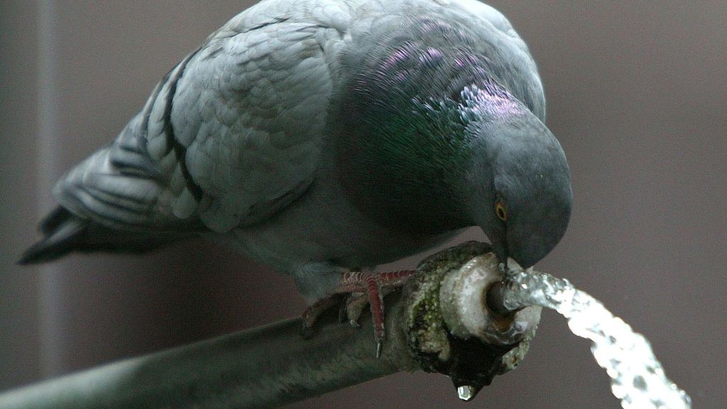 Tote Tauben in Leonberg: Tierschützer   setzen eine Belohnung aus