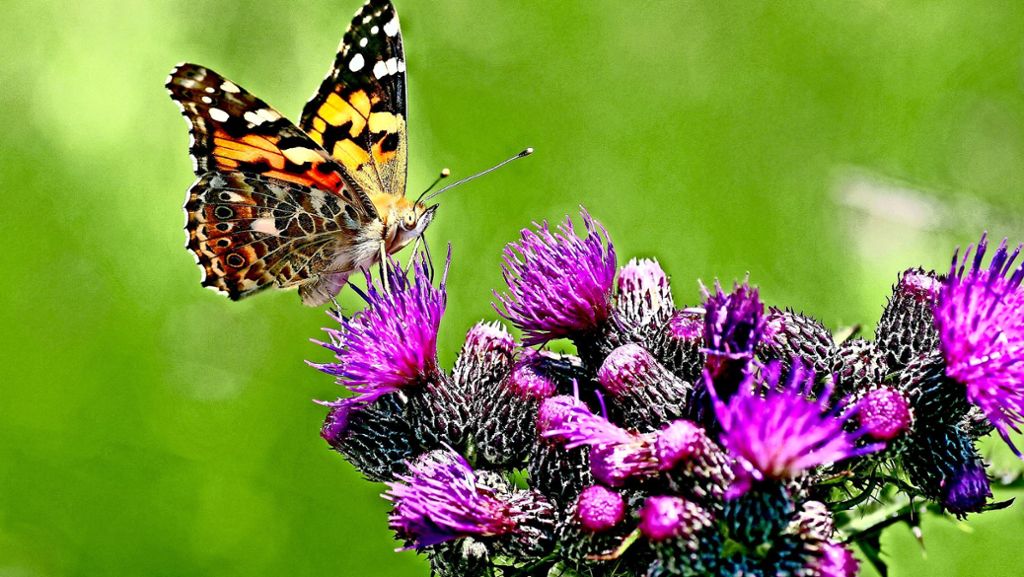 Kommentar zum Insektensterben: Schluss mit den Halbherzigkeiten