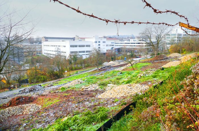 Aufsiedelung Rosensteinquartier: Bäume müssen Eidechsen weichen
