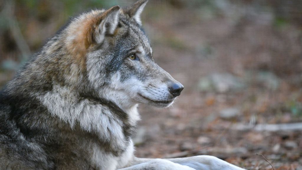 Forbach: Zweiter Wolf im Nordschwarzwald nachgewiesen