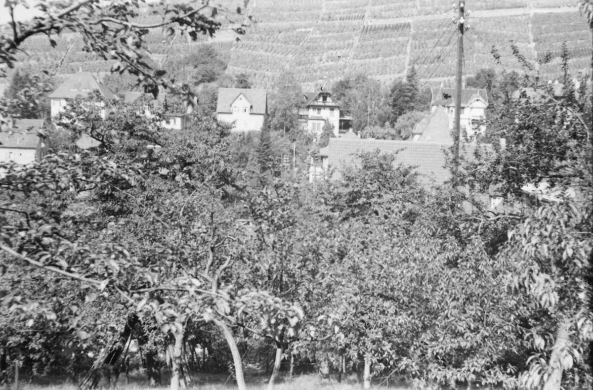 Stuttgart ist 1942 reich an Obstbäumen. Als erste Großstadt bekommt es ein Obstbauamt. Das bestimmt auch rigoros über die Verteilung der Lebensmittel