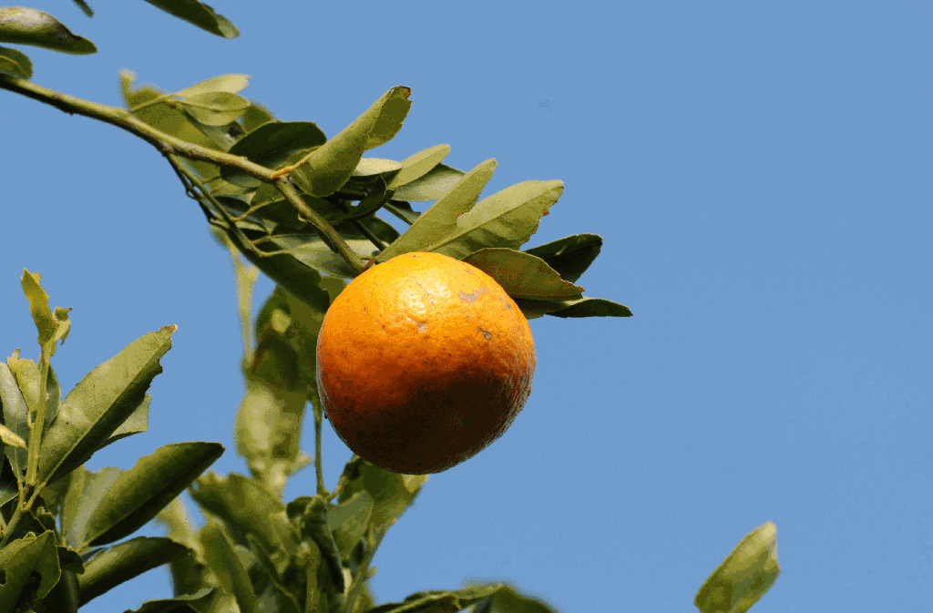 Florida - Land der Orangen