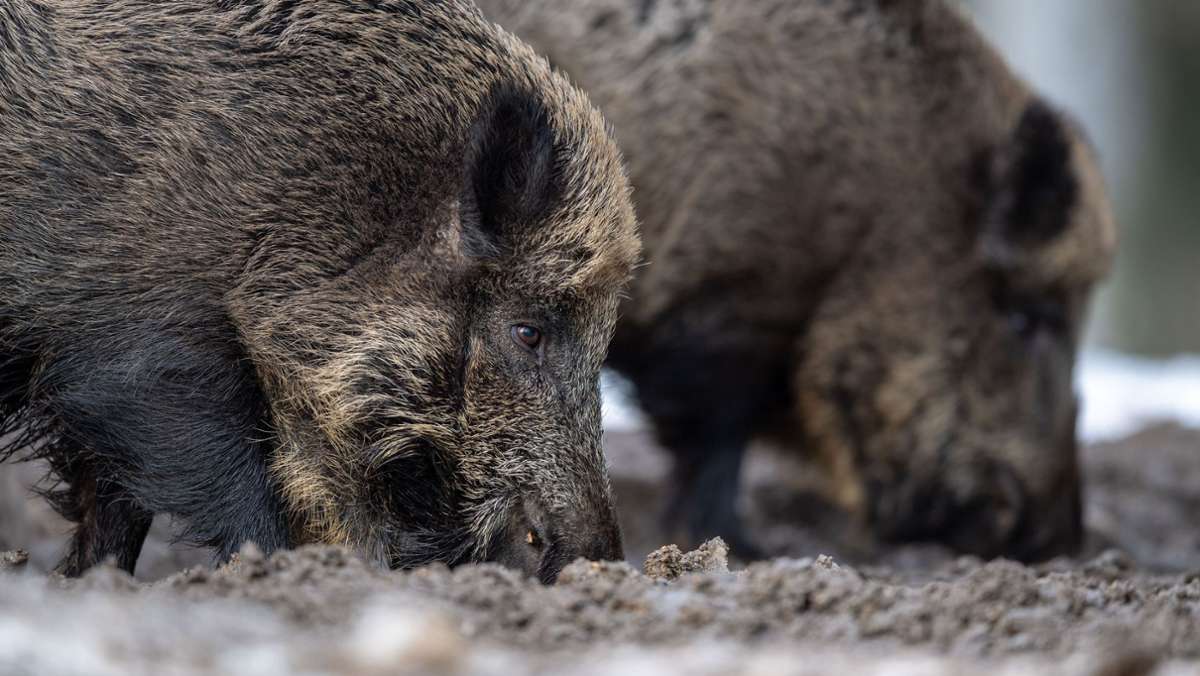 Vorfall am Adenauerring: Wildschweine stören Karlsruher Stadtverkehr