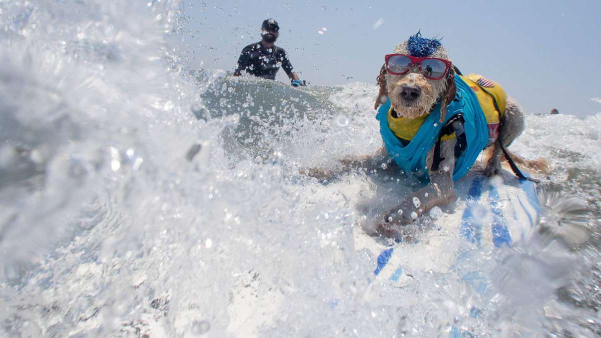 „Surf Dog-A-Thon“ in Kalifornien: Hunde reiten auf den Wellen um die Wette