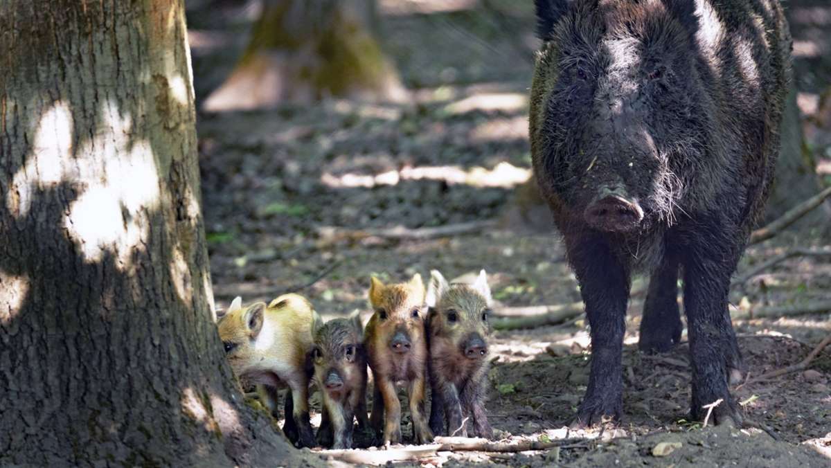  Der Wildökologe Sven Herzog hält es für unrealistisch, Wildschweine in großem Stil abzuschießen, um die Afrikanische Schweinepest einzudämmen. 