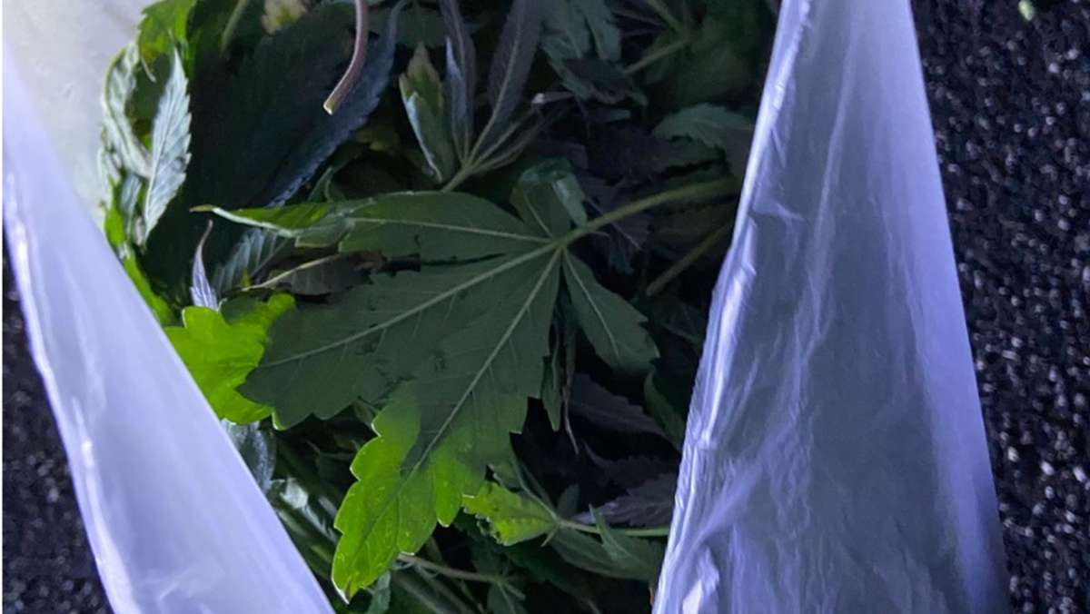 Müllsack auf A6 verloren: Marihuanablüten liegen verteilt auf der Autobahn