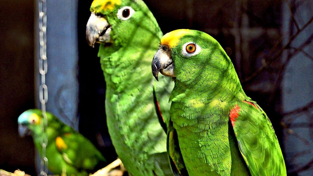 Esslingen: Papageien aus Tierpark gestohlen