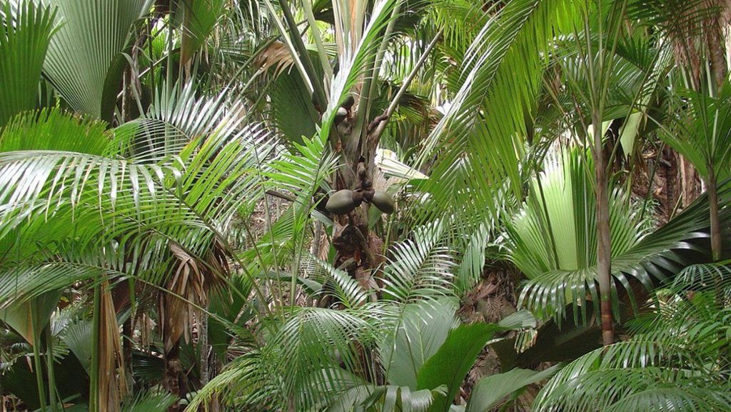 Exotischer Garten: Palmen für den  Winter