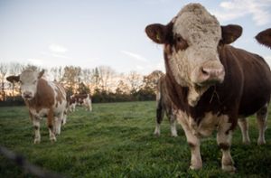 Zahl der Milchbauern in Baden-Württemberg geht zurück