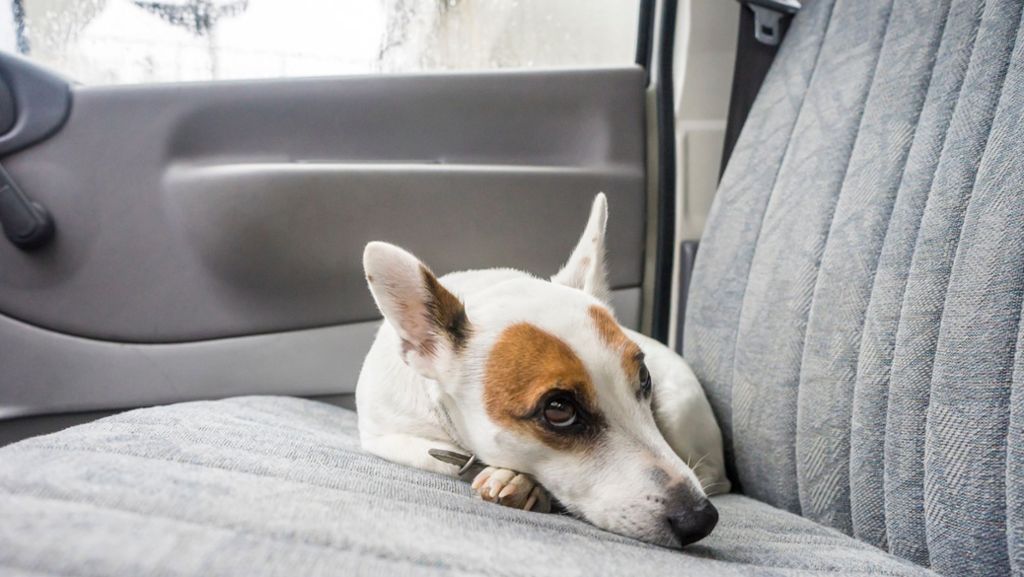 Vorfall in Rust: Hund bei brütender Hitze in Wohnmobil eingesperrt