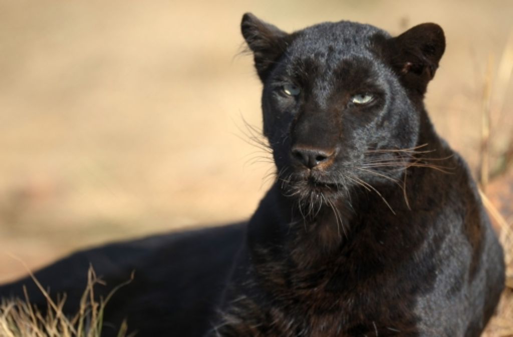 Immer wieder sorgen auch Meldungen über schwarze Panther im Harz, im Frankenwald oder im Bayerischen Wald für Unruhe. Gefangen wurde niemals eine der Raubkatzen.