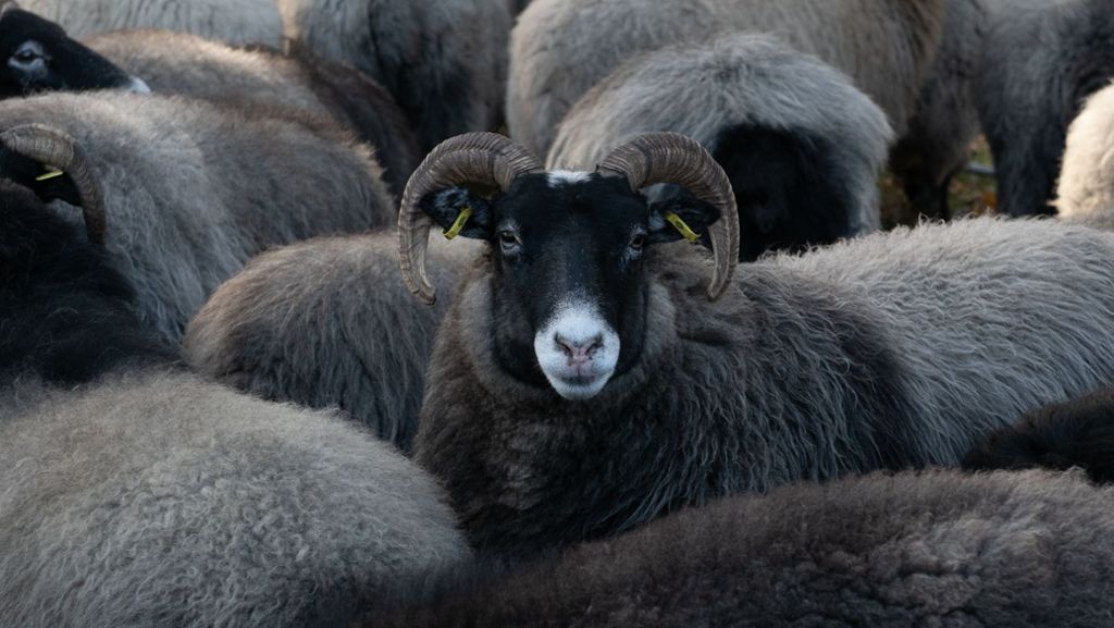 Waldshut-Tiengen: Entlaufene Schafe unterbrechen zeitweise Zugverkehr