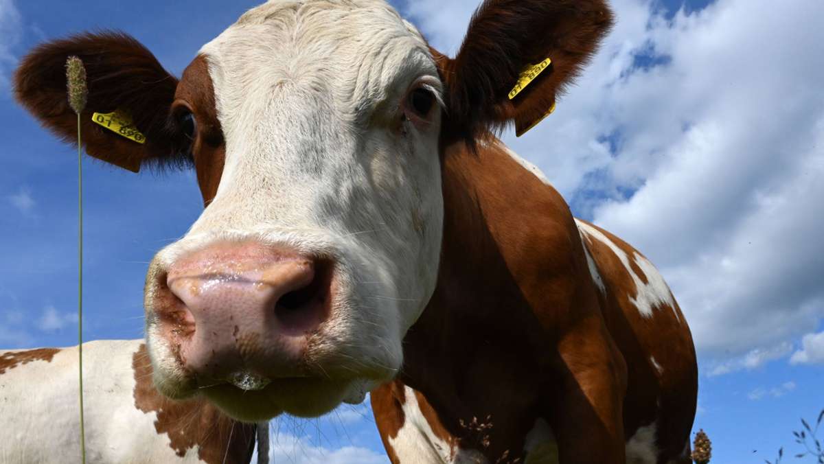 Tierschutzrechtliche Mängel: Marbacher Hof muss Rinder abgeben