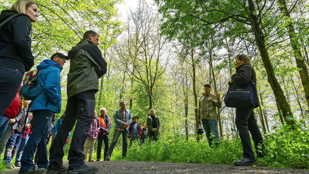 Exkursion im Hardtwald Renningen: Wie der Wald wieder naturnah werden kann