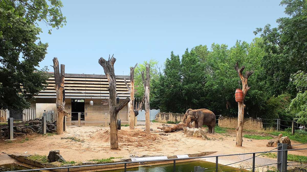 Wilhelma in Stuttgat: FDP fordert schnelles Geld für neue Elefantenanlage
