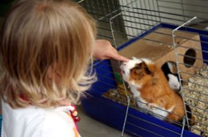 Worauf Eltern beim Haustierkauf achten sollten