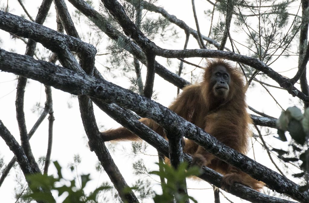 „Der Tapanuli-Orang-Utan lebt im Batang-Toru-Wald auf einer Fläche von nur 1100 Quadratkilometern.“
