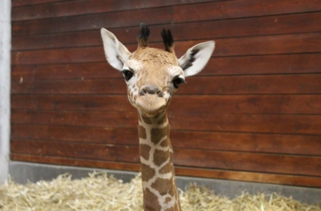Das Giraffenbaby aus der Wilhelma verzückt die StZ-Leser auf Facebook. Es ist möglich, dass es in zwei Jahren geschlachtet wird. Foto: Wilhelma