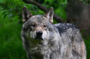 Abschusserlaubnis für Wolf in der Schweiz