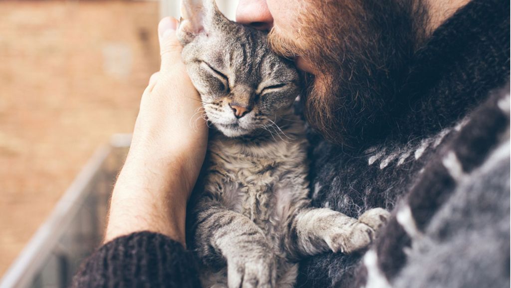 Tierheim  in Wisconsin: Dieser Rentner schläft jeden Tag mit süßen Katzen