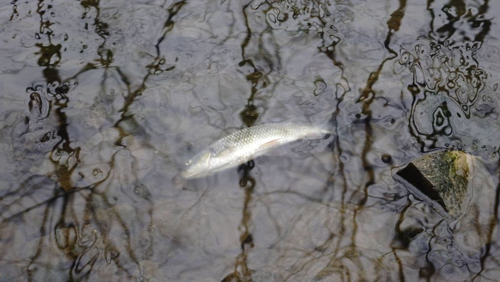  In der Schozach im Kreis Heilbronn ist es am Donnerstag zu einem mysteriösen Tiersterben gekommen. Experten warnen davor, Wasser aus dem Fluss zu nutzen. 