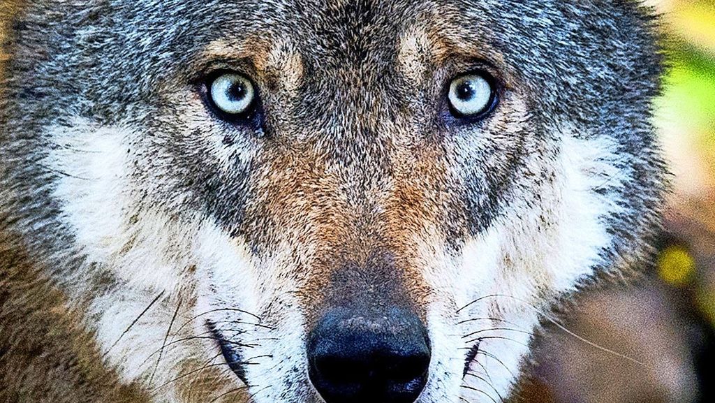 Nach Wolfsriss im Kreis Heilbronn: Die Mär vom bösen Wolf