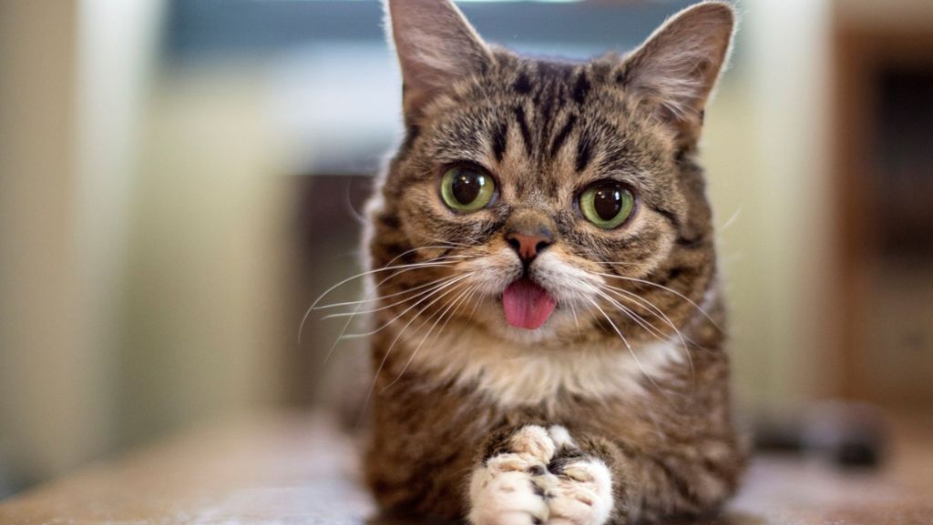 Internetstar-Katze: Lil Bub ist wegen Gen-Defekten zuckersüß