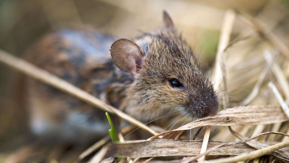 Mäuse-Invasion in Australien: Australisches Gefängnis wegen Mäuse-Plage geräumt