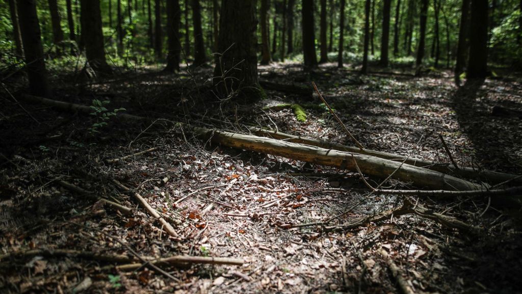 Vorfall bei Tettnang: Spaziergänger finden ausgebüxten Dreijährigen im Wald