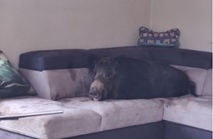 Wildschwein macht es sich auf Wohnzimmercouch gemütlich