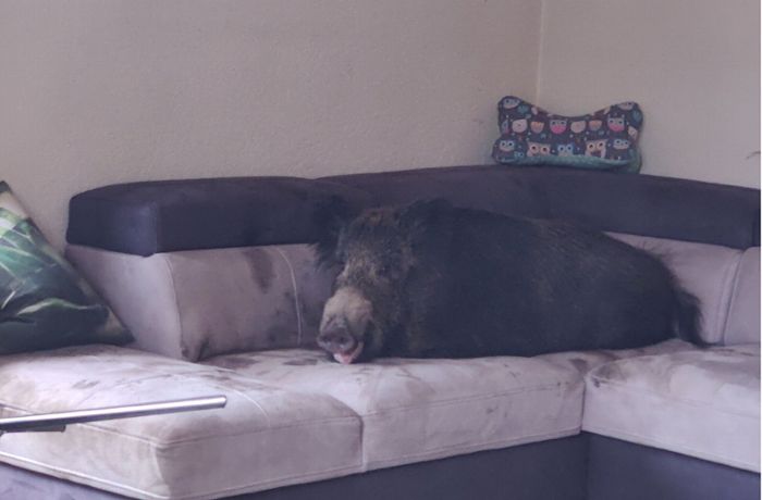 Wildschwein macht es sich auf Wohnzimmercouch gemütlich