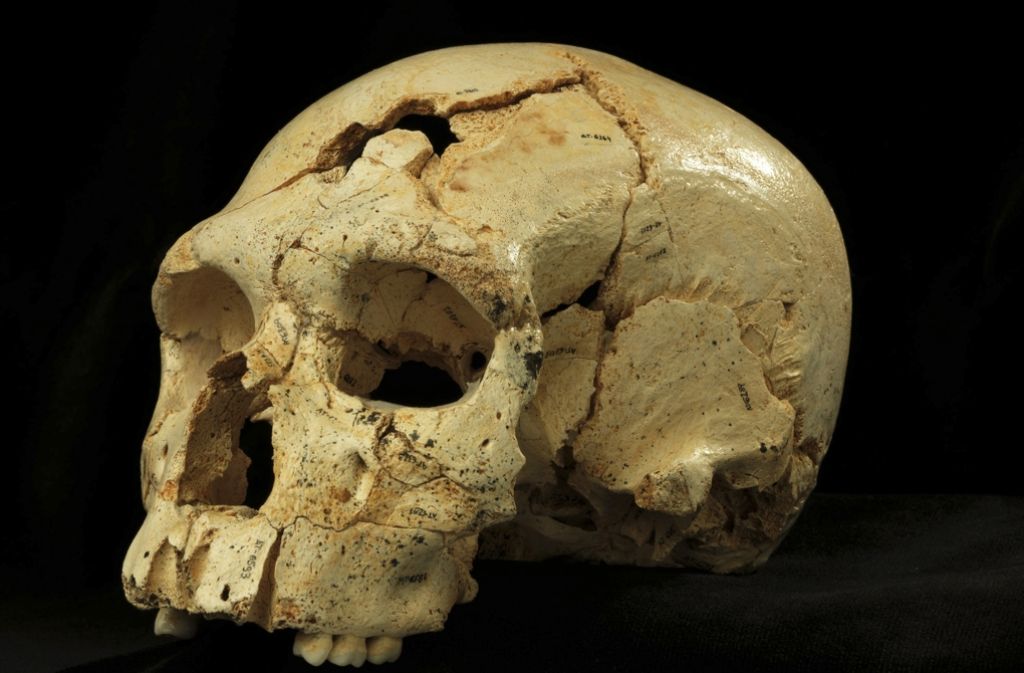 Relikt: Schädel aus einer urzeitlichen Fundstätte im Norden Spaniens, der die mehr als 400 000 Jahre alten Wurzeln der Neandertaler zeigt.