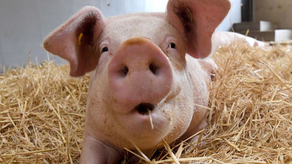 Skurriler Vorfall in Uruguay: Unbekannte werfen totes Schwein aus Hubschrauber in Swimmingpool