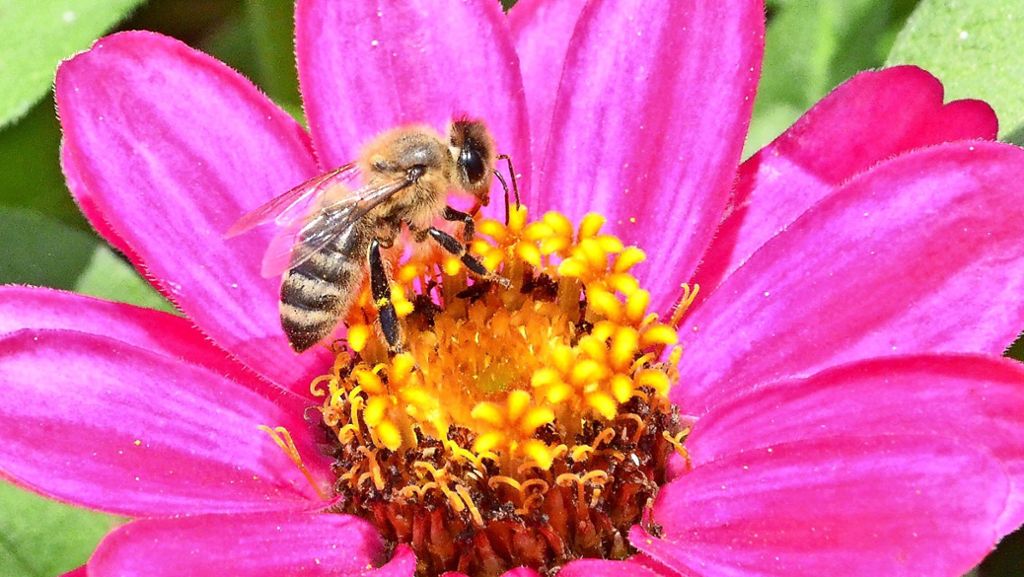 Bienen und der Artenschutz: Berufsgärtner üben harsche Kritik am Volksbegehren