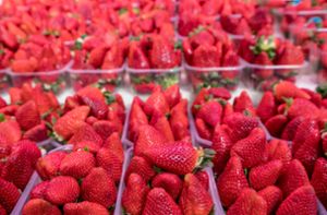 Discounter wie Lidl und Aldi  verkaufen auch weiterhin Erdbeeren aus Spanien (Symbolbild). Foto: IMAGO/Pond5/IMAGO/xsteveheapx