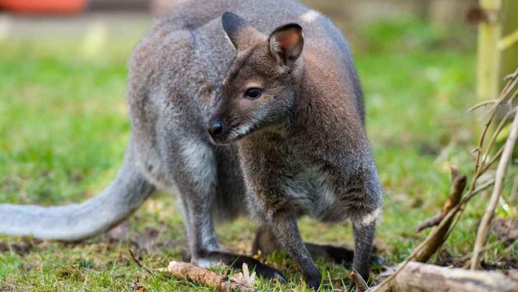 Entlaufenes Känguru auf der Ostalb: Eddy hält die Polizei auf Trab