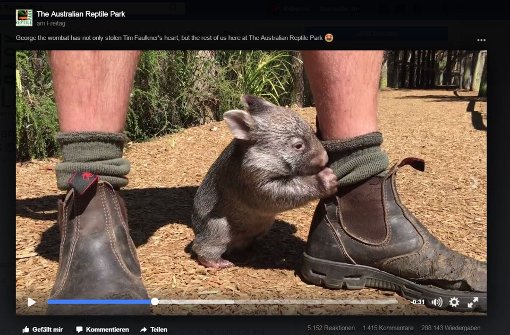 Baby-Wombat George ist außer Rand und Band